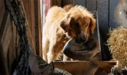 狗世界 电影在线观看,忠诚与勇气的电影之旅